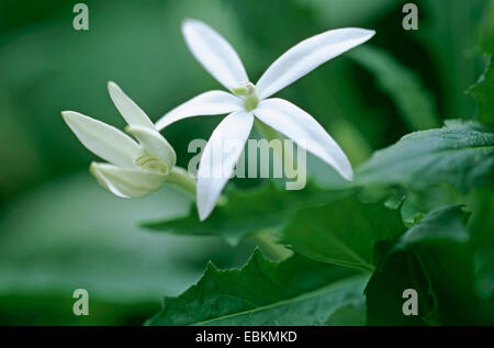 Laurentia, Stella di Betlemme (Laurentia longiflora, Isotoma longiflora, Hippobroma longiflora), fiore Foto Stock