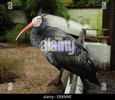 Ibis lucido (Plegadis falcinellus) arroccato su una recinzione Foto Stock