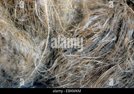 Comune di lino (Linum usitatissimum), fibre di lino Foto Stock