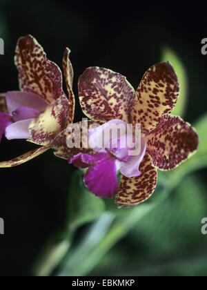 Cattleya orchid (Cattleya 'Little Leopard", Cattleya poco Leopard), cultivar poco Leopard, fioritura Foto Stock