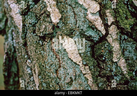 Roverella (betulla Betula pubescens), corteccia, Germania Foto Stock