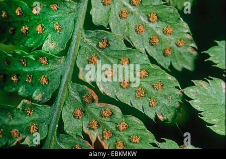 Ampia buckler-fern (Dryopteris dilatata), sori, Germania Foto Stock