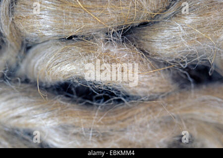 Comune di lino (Linum usitatissimum), flaxfibers Foto Stock