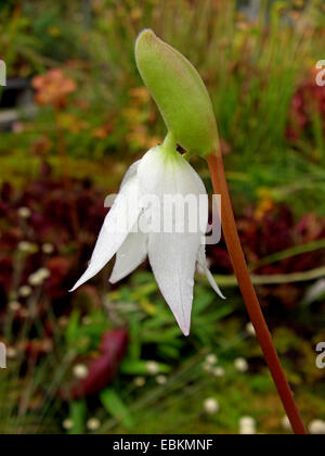 Sun bricco (Heliamphora nutans), fiore Foto Stock