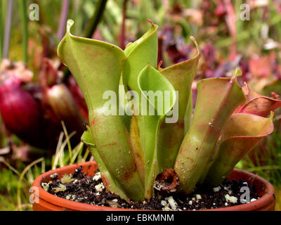 Sun bricco (Heliamphora nutans), pianta carnivora, lanciatore trappole Foto Stock