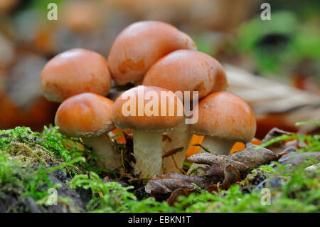 Mattone ciuffo (Hypholoma lateritium, Hypholoma sublateritium), sul legno morto, Germania Foto Stock