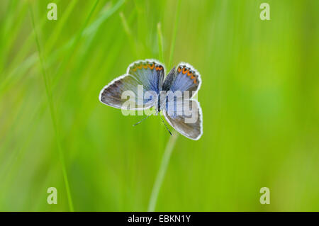 Comune (blu Polyommatus icarus), femmina, Germania Foto Stock