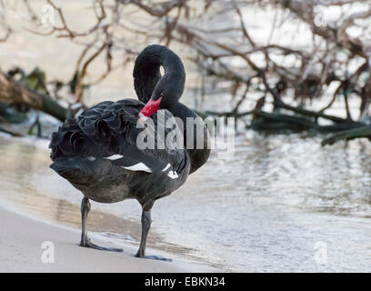 Black Swan (Cygnus atratus), la cura del suo piumaggio, Australia Australia Occidentale Foto Stock