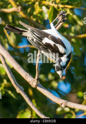 Nero-throated butcher bird (Cracticus nigrogularis), arrampicata in un albero, Australia Australia Occidentale Foto Stock