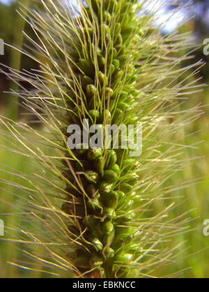 Bottiglia di erba verde, setole, erba verde di coda di volpe (Setaria viridis), infiorescenza, dettaglio, Germania Foto Stock