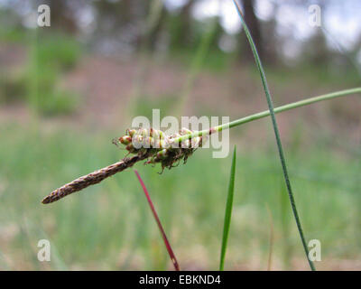 Molla di rare-carici (Carex ericetorum), infructescence, in Germania, in Renania settentrionale-Vestfalia Foto Stock