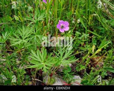 A lungo sgambate cranesbill, lungo picciolo cranesbill (Geranium columbinum), fioritura, in Germania, in Renania settentrionale-Vestfalia Foto Stock