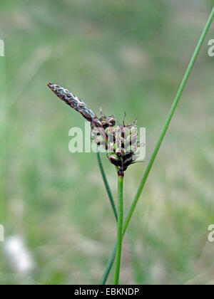 Molla di rare-carici (Carex ericetorum), infructescence, in Germania, in Renania settentrionale-Vestfalia Foto Stock