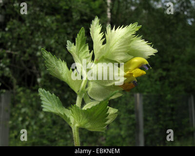 Maggiore sonaglio giallo (Rhinanthus alectorolophus), infiorescenza, in Germania, in Renania settentrionale-Vestfalia Foto Stock