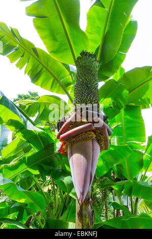 Banana comune (Musa paradisiaca var. sapientum), infiorescenza, Singapore Foto Stock