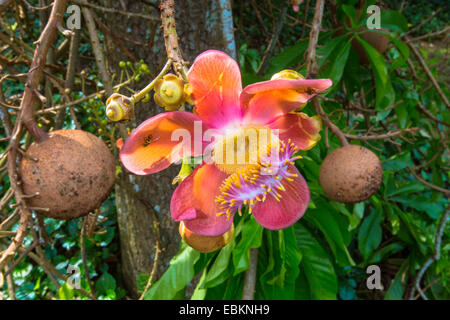 Palla di cannone Tree, Cannonball Tree (Couroupita guianensis), fiore, Singapore Foto Stock