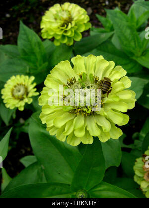 Zinnia, Gioventù-e-old age, Zinnia comune (Zinnia elegans "Limette', Zinnia elegans Limette), infiorescenza Foto Stock