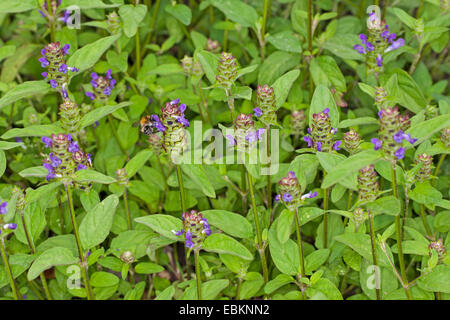 Falegname-erbaccia, guarire tutti e auto-guarire (prunella vulgaris), fioritura, Germania Foto Stock