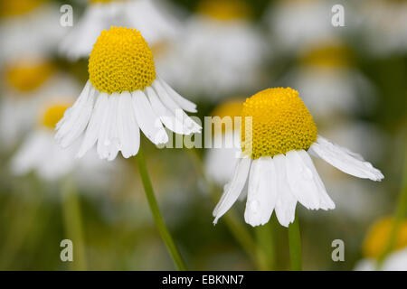 Mayweed profumati, tedesco camomilla, tedesco (mayweed Matricaria chamomilla, matricaria recutita), infiorescenza, Germania Foto Stock