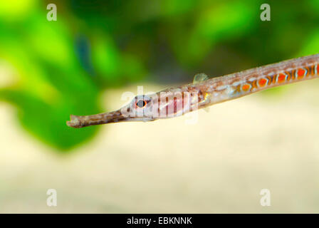 Deocata pipefish (Microphis deocata), ritratto Foto Stock