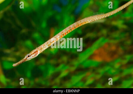 Deocata pipefish (Microphis deocata), vista laterale Foto Stock