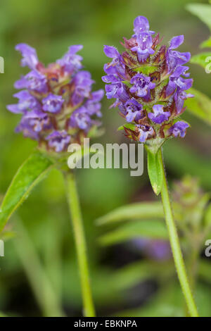 Falegname-erbaccia, guarire tutti e auto-guarire (prunella vulgaris), infiorescenze, Germania Foto Stock