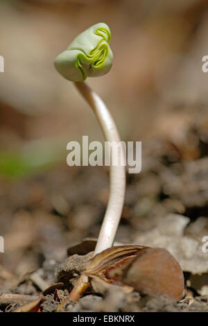 Comune di faggio (Fagus sylvatica), germinando beechnut, in Germania, in Renania settentrionale-Vestfalia Foto Stock