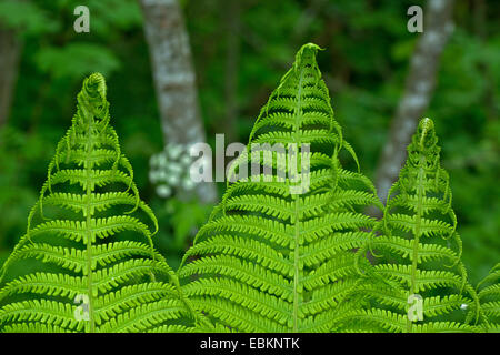 Struzzo europeo Fern (Matteuccia struthiopteris), dettaglio delle fronde, Italia, Alto Adige, Dolomiti Foto Stock