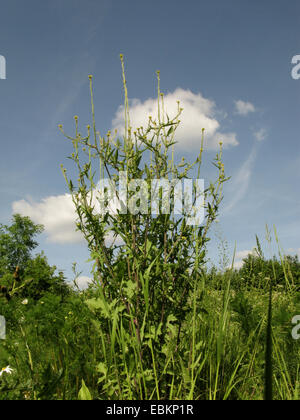 Copertura comune di senape, hairy-pod hedge senape (Sisymbrium officinale), bluehend, in Germania, in Renania settentrionale-Vestfalia Foto Stock