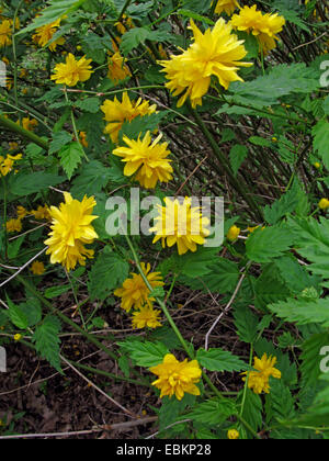 Rosa giapponese, Ebreo di Malva, ebrei malva (Kerria japonica "Plena', Kerria japonica Plena), cultivar Plena, fioritura Foto Stock