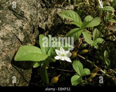 Chickweed wintergreen (Trientalis europaea), fioritura, in Germania, in Renania settentrionale-Vestfalia Foto Stock