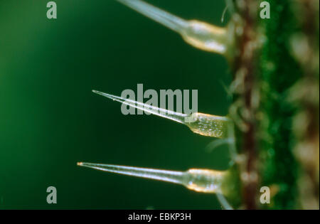 Ortica (Urtica dioica), pungente peli Foto Stock