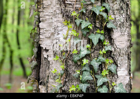 English ivy, comune edera (Hedera helix), edera-placcati al tronco di una betulla, detuschland Foto Stock