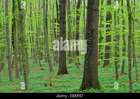 Legno (anemone Anemone nemorosa ,), molla foresta con legno di anemoni, Germania Foto Stock