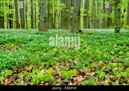 Legno (anemone Anemone nemorosa ,), molla foresta con legno di anemoni e piantine di faggio, Germania Foto Stock