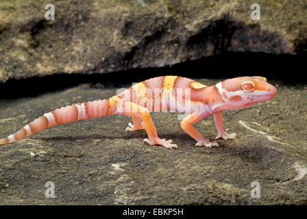 Leopard gecko (Eublepharis macularius), forma di allevamento Albino Tremper su una pietra Foto Stock