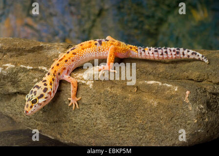 Leopard gecko (Eublepharis macularius), razza Enigma su una pietra Foto Stock