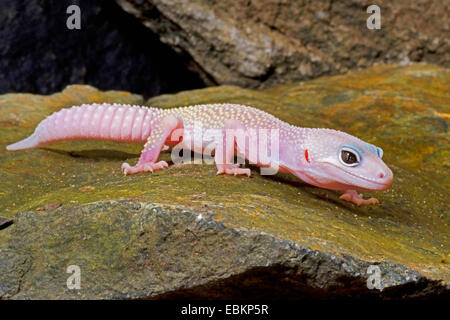 Leopard gecko (Eublepharis macularius), razza Blizzard su una pietra Foto Stock