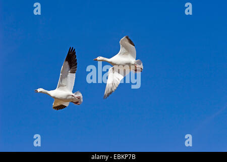 Snow goose (Anser caerulescens atlanticus, Chen caerulescens atlanticus), volare, USA, New Mexico Foto Stock