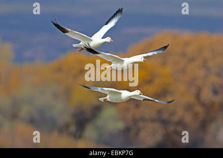 Snow goose (Anser caerulescens atlanticus, Chen caerulescens atlanticus), volare, USA, New Mexico, Bosque del Apache Wildlife Refuge Foto Stock