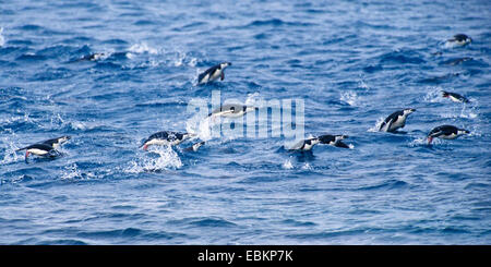 Barbuto, dei pinguini pinguini Chinstrap (Pygoscelis Antartide, Pygoscelis antarcticus), porpoising, saltando , Antartide Foto Stock