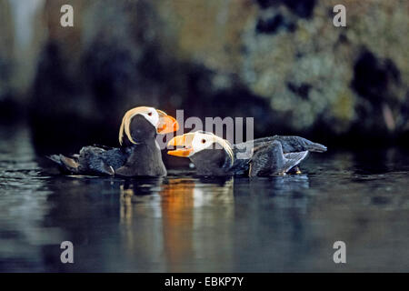 Tufted puffin (Fratercula cirrhata, Lunda cirrhata), sull'acqua, USA, Alaska Foto Stock