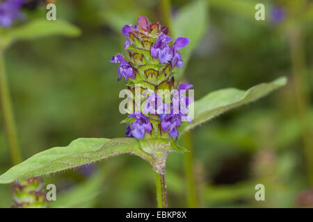 Falegname-erbaccia, guarire tutti e auto-guarire (prunella vulgaris), infiorescenza, Germania Foto Stock