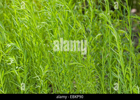 Toadflax comune, giallo toadflax, ramsted, burro e uova (Linaria vulgaris), germogli bevore fioritura, Germania Foto Stock