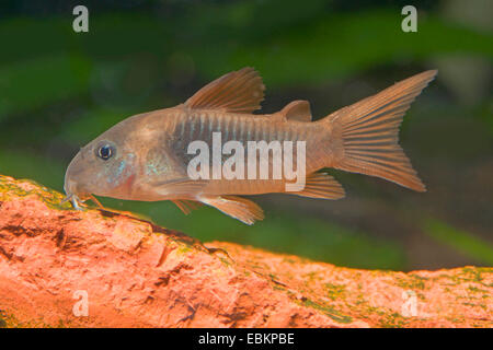 Aeneus catfish, Bronzo (Corydoras Corydoras aeneus), nuoto Foto Stock