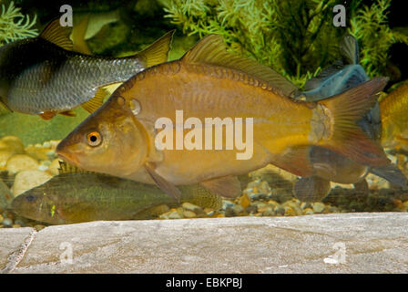 Carpe, carpa comune, europea carpa (Cyprinus carpio), nuoto, Germania Foto Stock