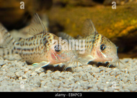 Avvistato (Corydoras Corydoras punctatus), due Spotted Corydorases sul terreno Foto Stock