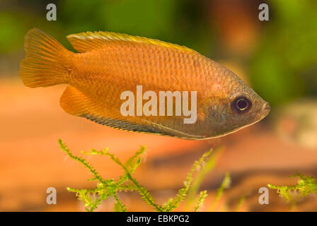 Il miele gourami (Colisa chuna), nuoto Foto Stock