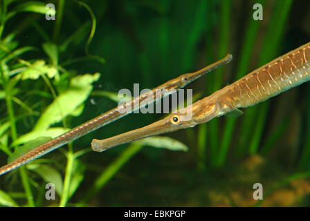 A lungo snouted pipefish, pipefish acqua dolce (Doryichthys boaja, Microphis boaja), due lunghi-snouted pipefishes nuoto in direzioni opposte Foto Stock