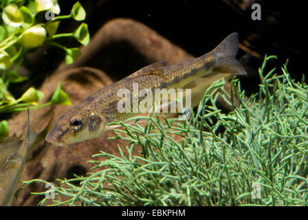 Spinotto (Gobio gobio), nuoto, Germania Foto Stock